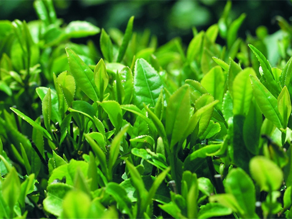 茶葉微波殺青機(jī)的優(yōu)缺點詳解